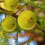 ing amla