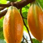 ing cacao