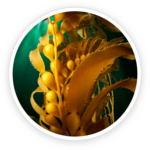 Prostadine review Prostadine reviews Prostadine Ingredients Prostadine customer review